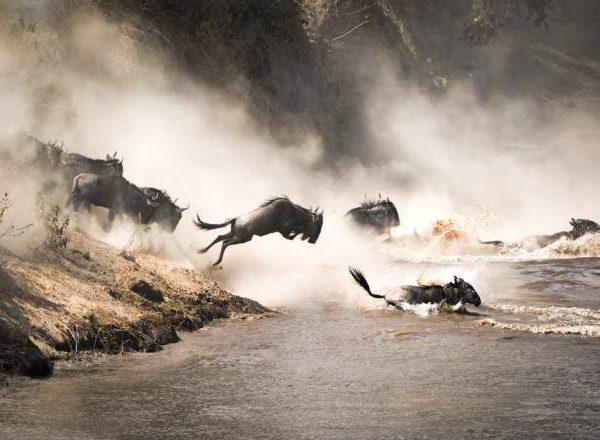 Woldebeest Migration