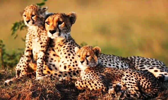 Tsavo East National Park