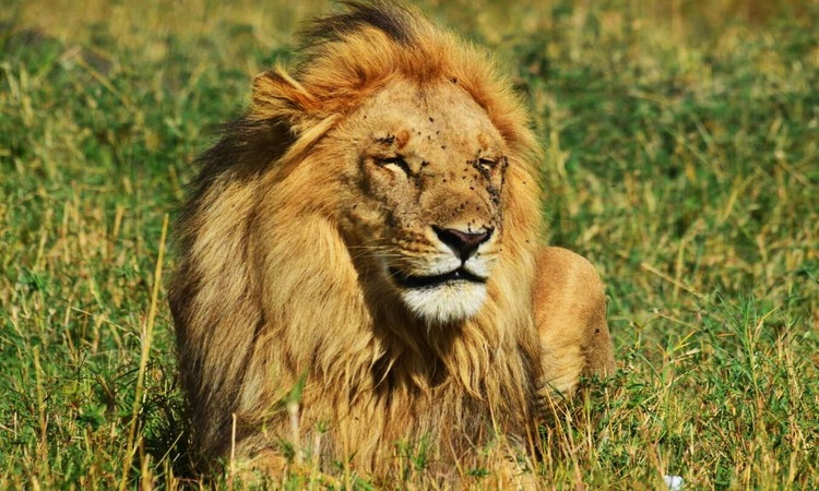 Masai Mara National Reserve