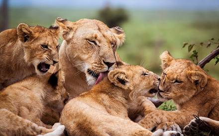 7-Day Kenya Classic Wildlife & Birding Safari