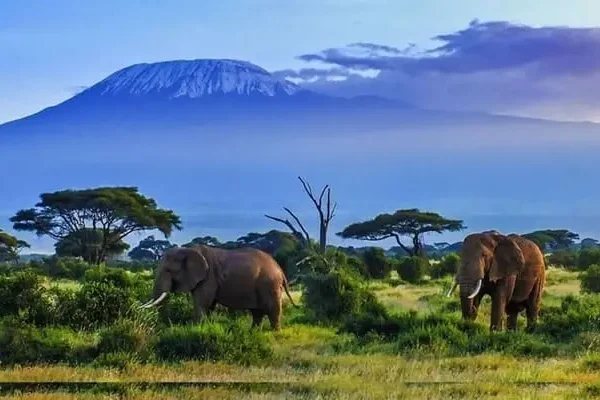 Kenya Premium Safari