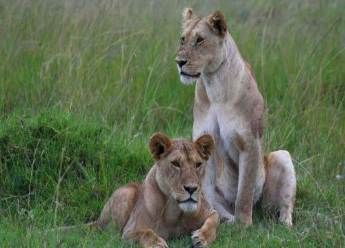 Masai Mara National Reserve