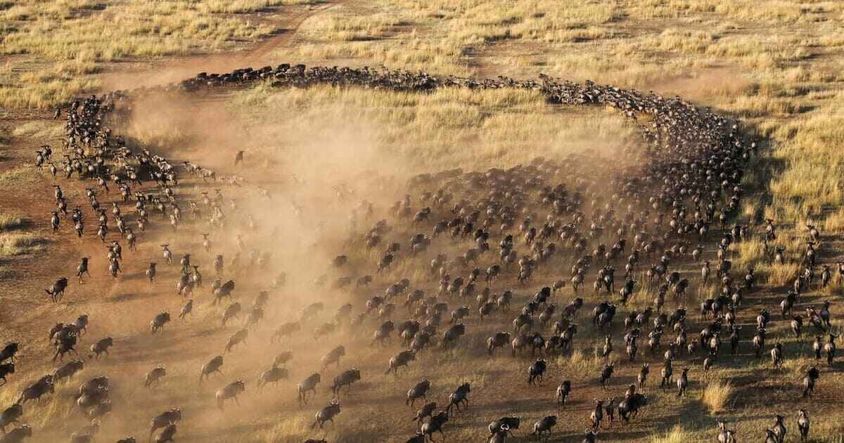 Wildebeest Migration