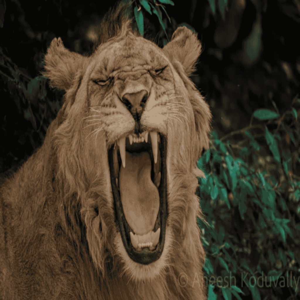 Lion King